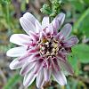 Leonita Rosada (Pink Leucheria) - native